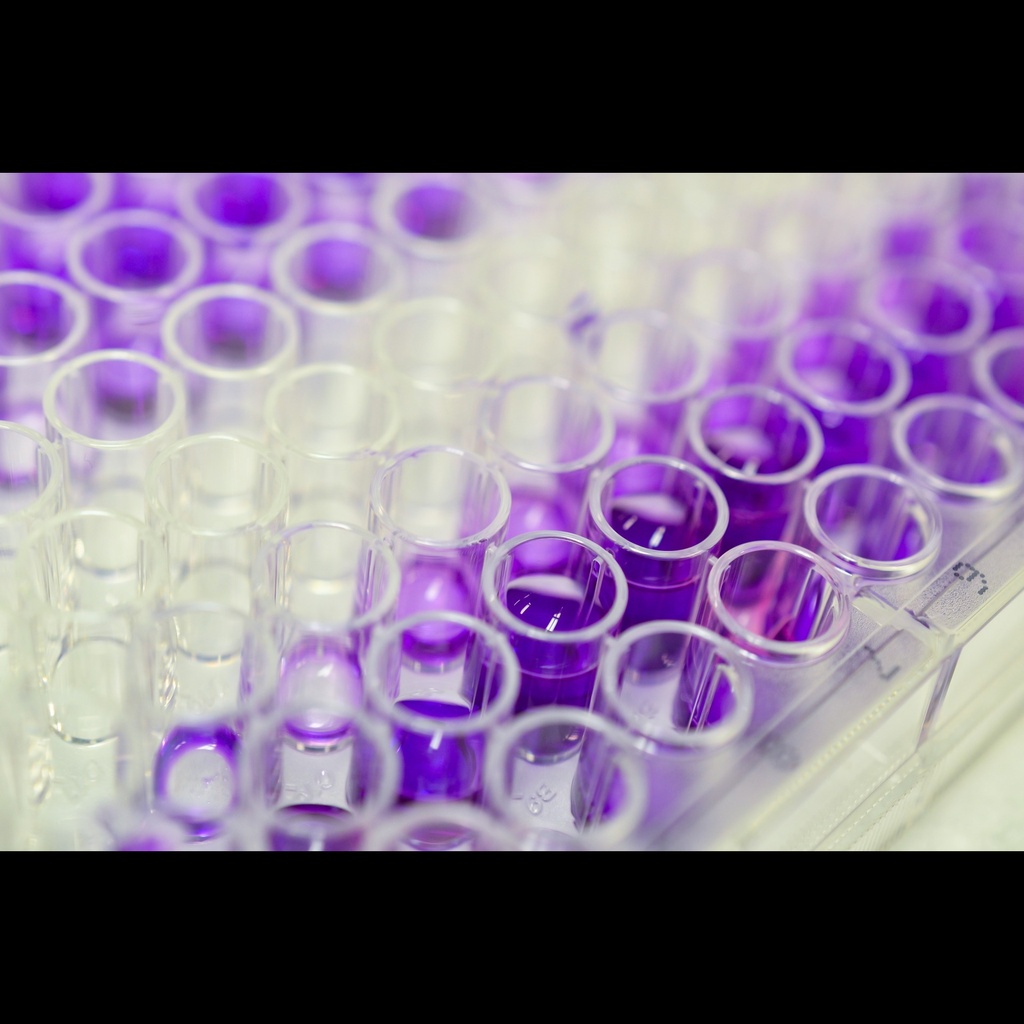 PHOSPHOsize:TAU elisa kit :: Canine Phospho Tau Protein ELISA Kit, 96 test